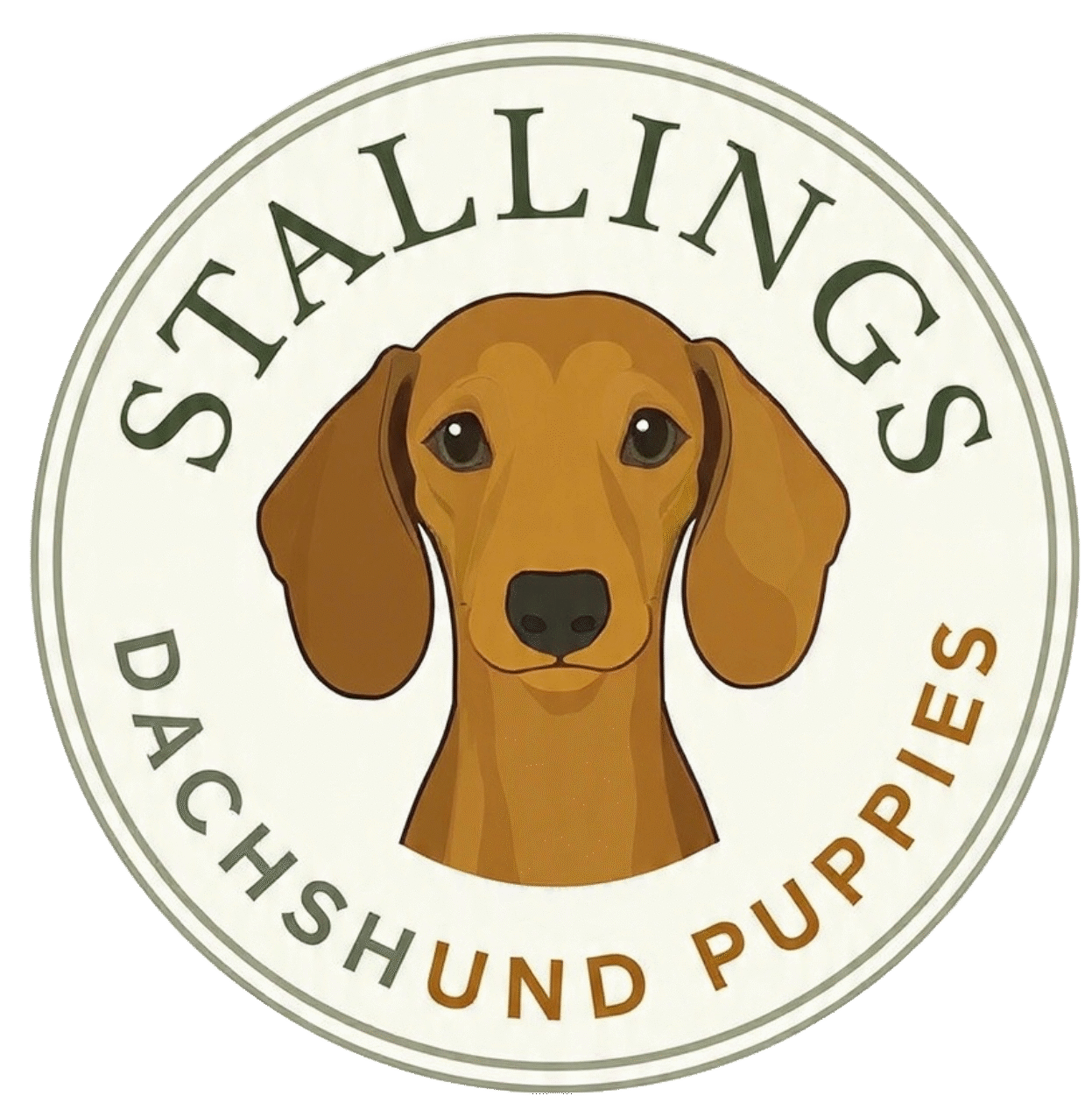stallingsdachshundpuppies.com