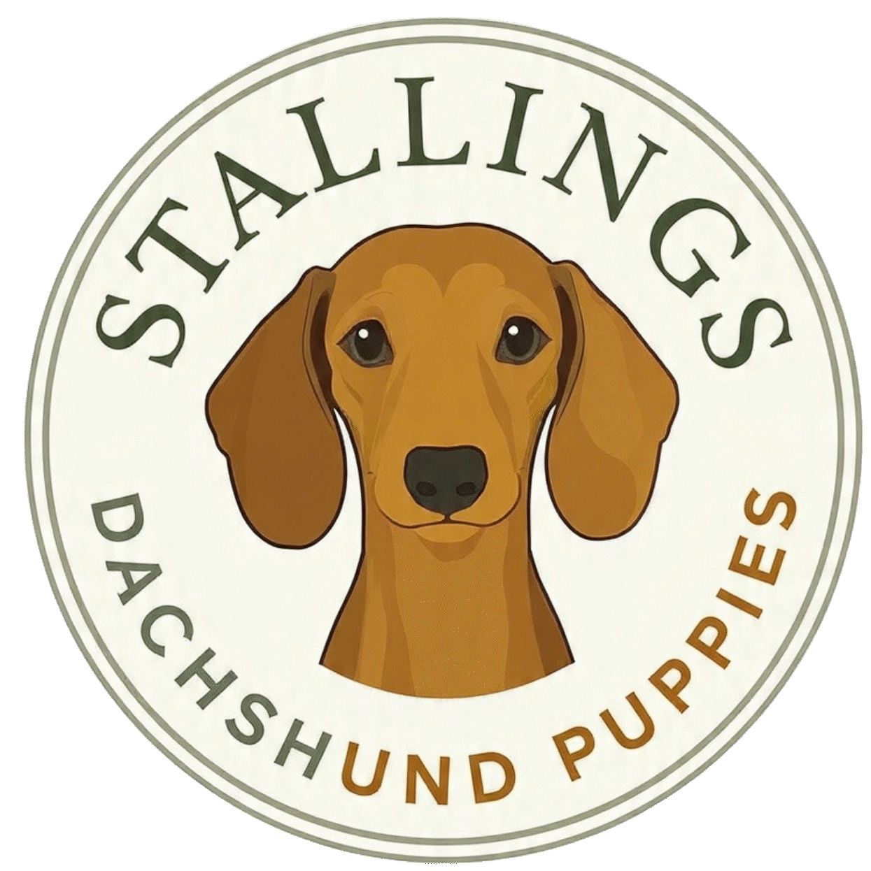 stallingsdachshundpuppies.com
